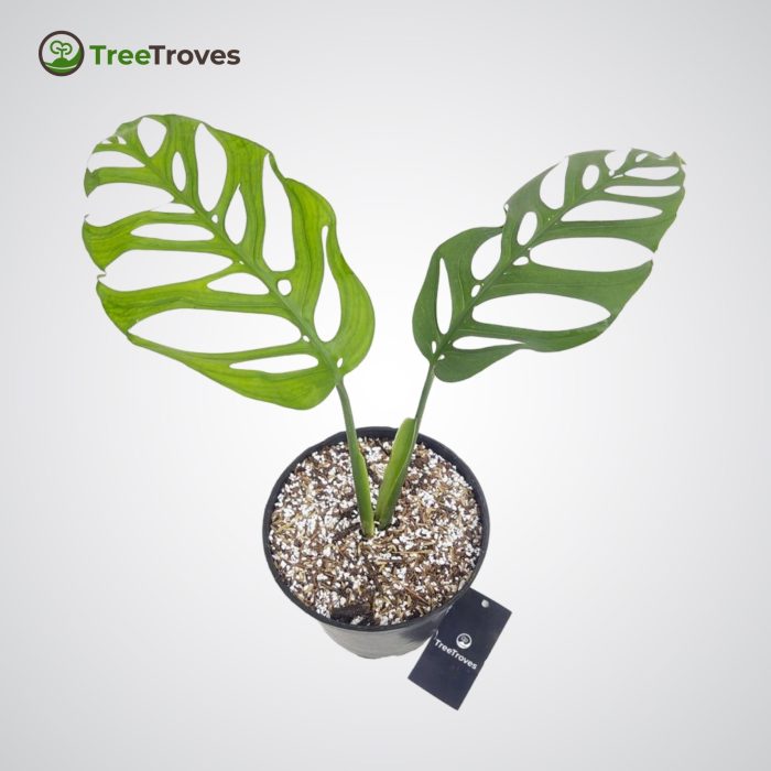 TreeTroves Plants - Monstera Epipremnoides 'Esqueleto'-2