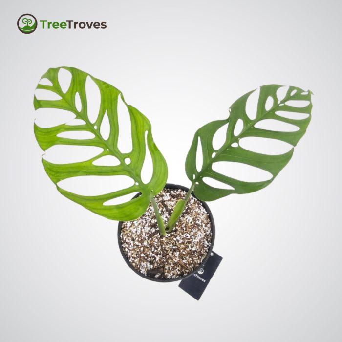 TreeTroves Plants - Monstera Epipremnoides 'Esqueleto'-3