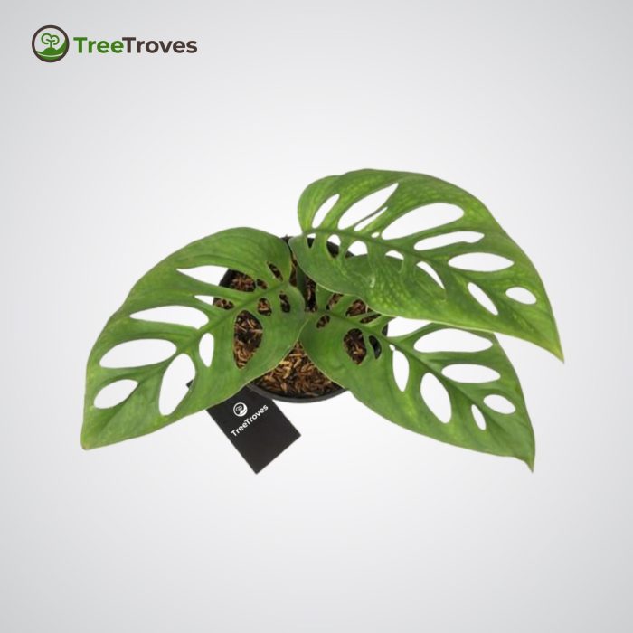 TreeTroves Plants - Monstera Epipremnoides 'Esqueleto'-4