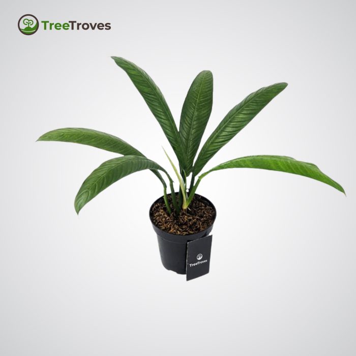 Treetroves Philodendron Campii 'Lynette'-1
