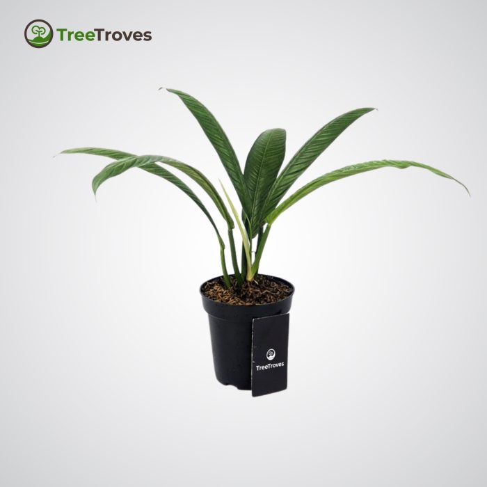 Treetroves Philodendron Campii 'Lynette'-2