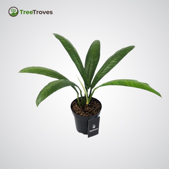 Treetroves Philodendron Campii 'Lynette'-3