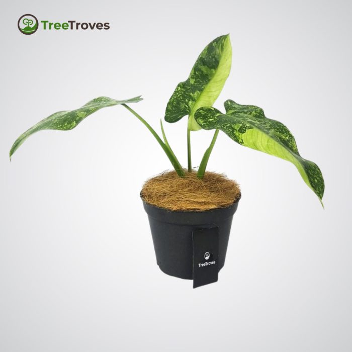 Treetroves philodendron 'jose buono'-2