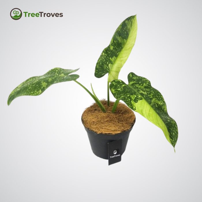 Treetroves philodendron 'jose buono'-3