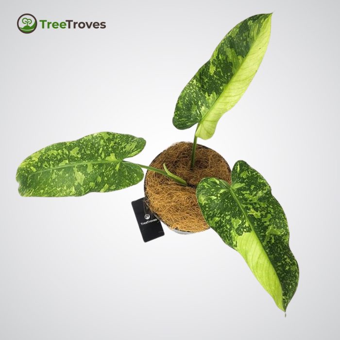 Treetroves philodendron 'jose buono'-4