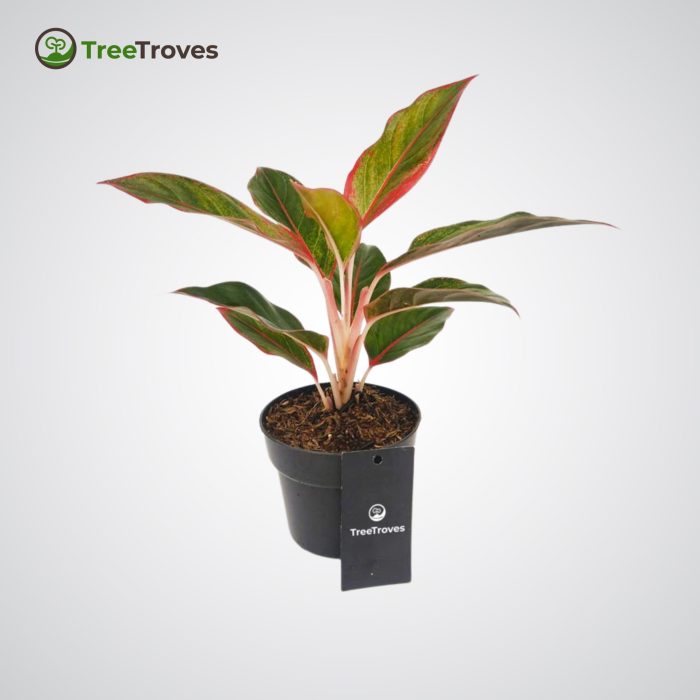 Treetroves plant Aglaonema siam aurora 'lipstick'-1