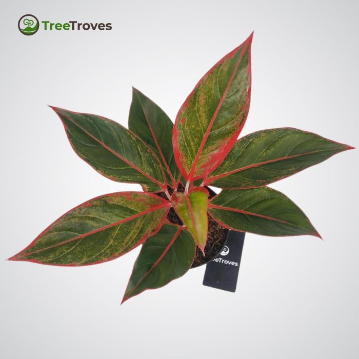 Treetroves plant Aglaonema siam aurora 'lipstick'-2