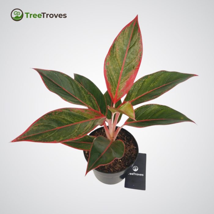 Treetroves plant Aglaonema siam aurora 'lipstick'-3