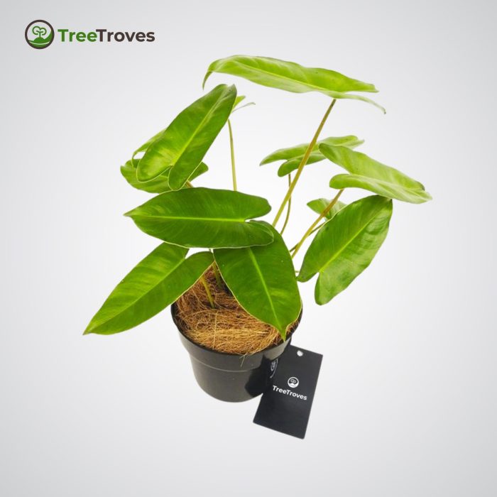 philodendron burle marx treetroves plant-1