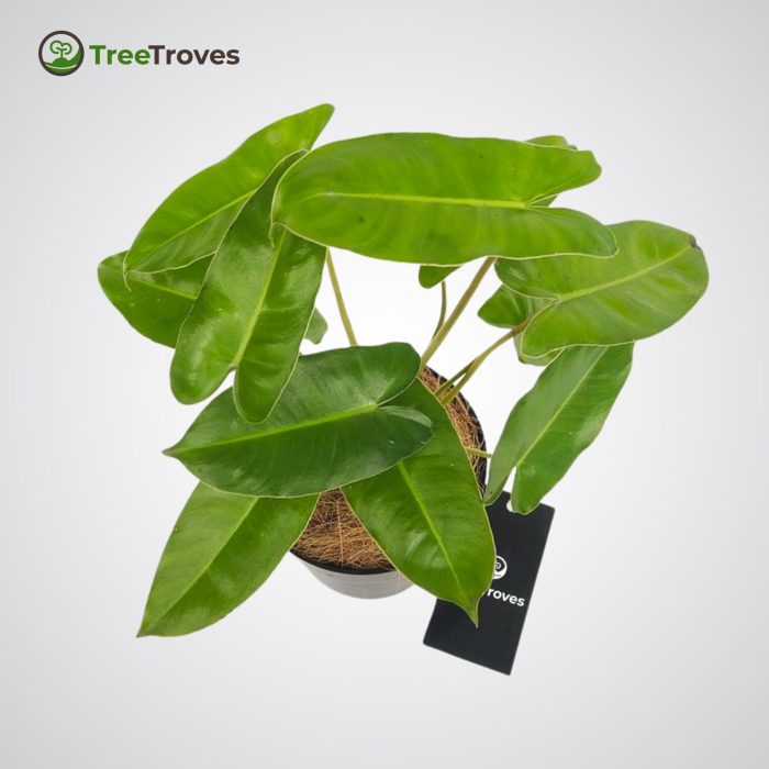 philodendron burle marx treetroves plant-2