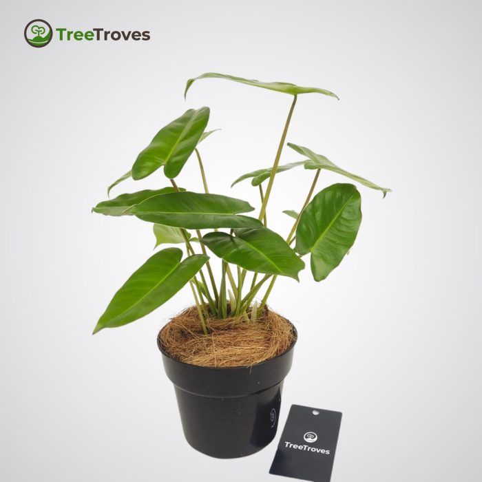 philodendron burle marx treetroves plant-3