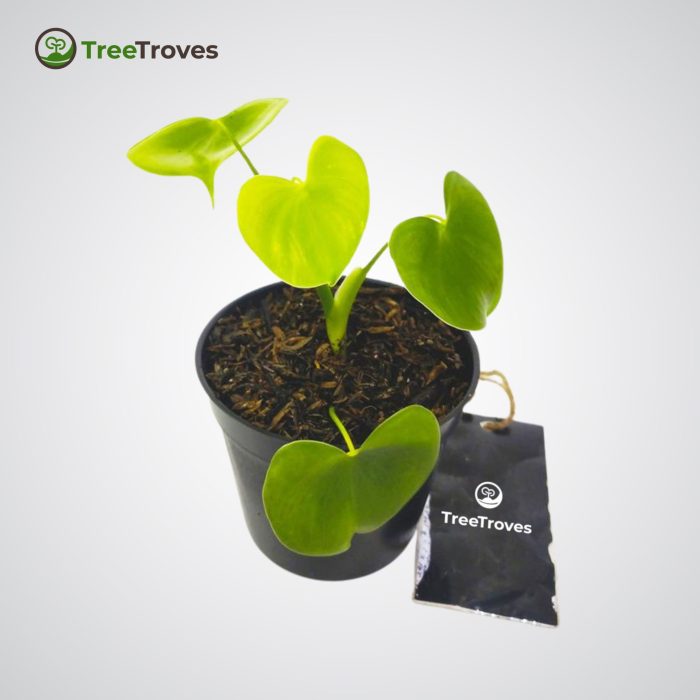 philodendron grazielae treetroves-1