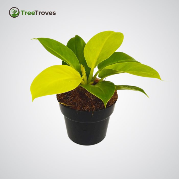 philodendron moonlight treetroves-1