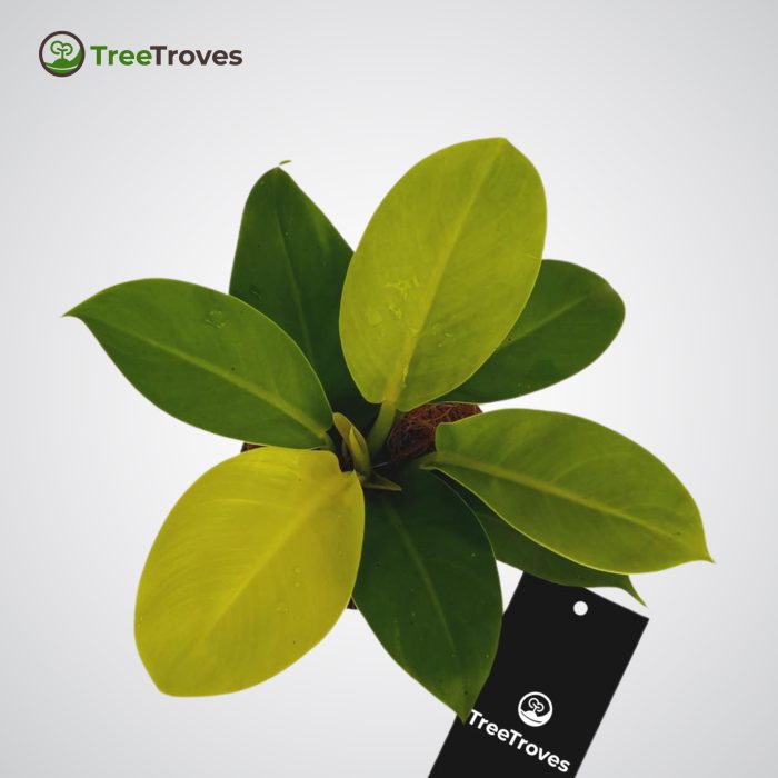 philodendron moonlight treetroves-2